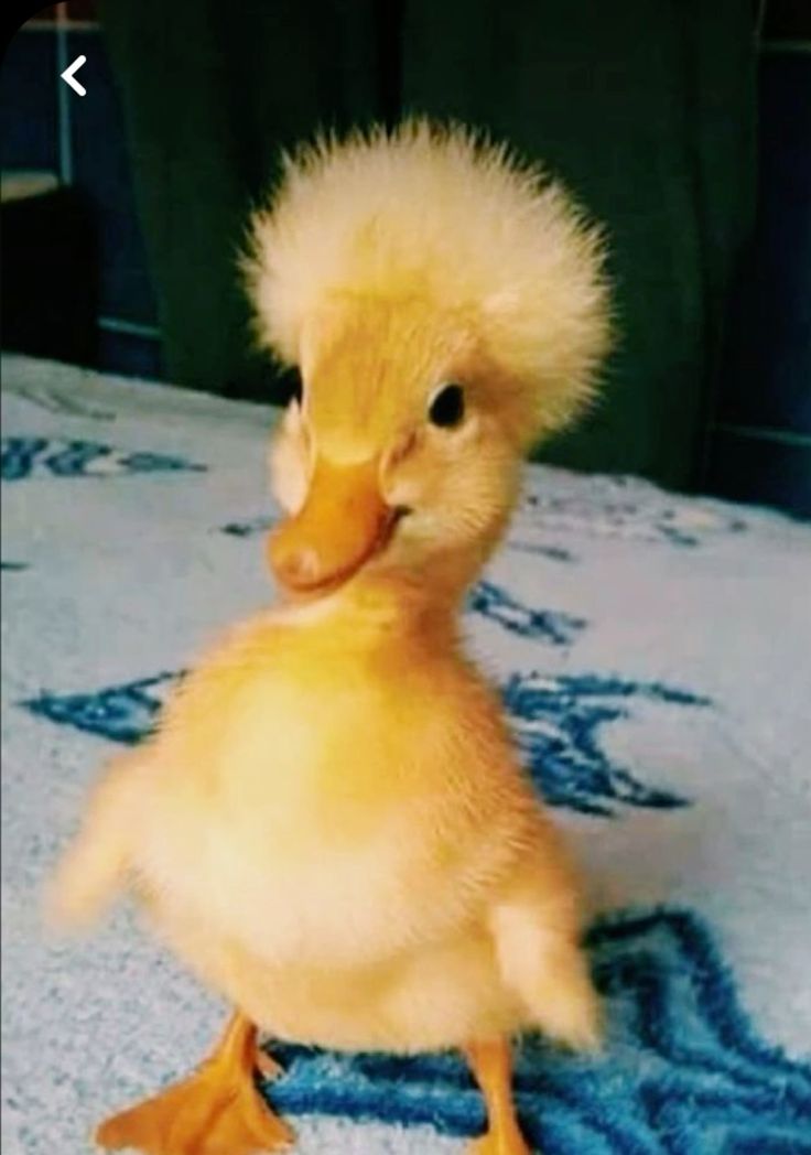 Ente